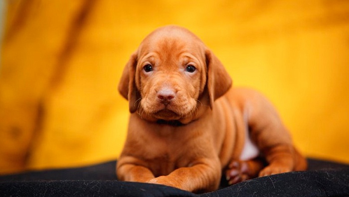 Женщина морила пса голодом назло бывшему мужу